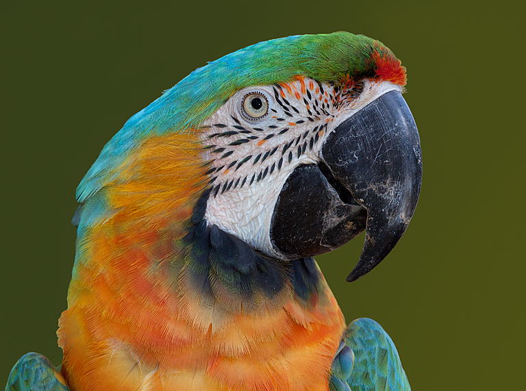 Brilliantly Colored Macaw   P O'Malley